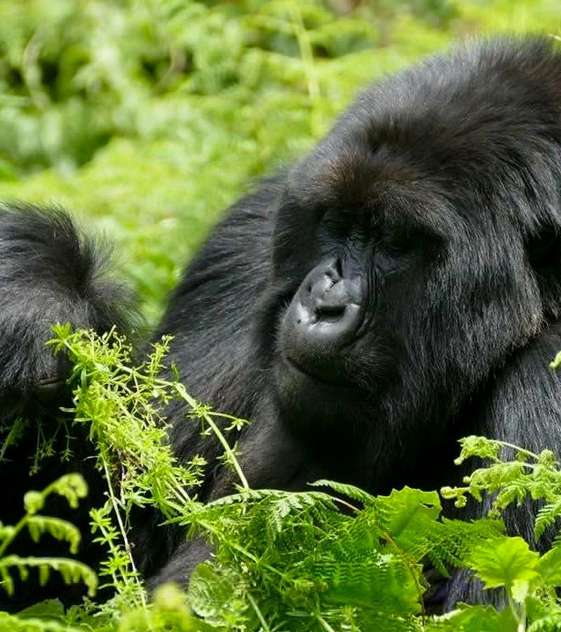 10-days-rwanda-gorilla-chimpanzee-trek-safari
