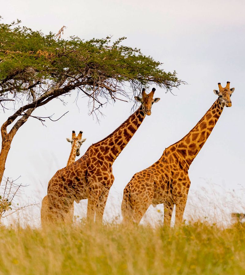 3-days-akagera-wildlife-safari-boat-cruise