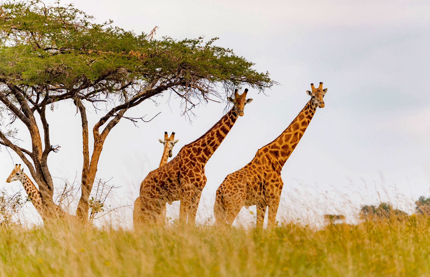 3-days-akagera-wildlife-safari-boat-cruise
