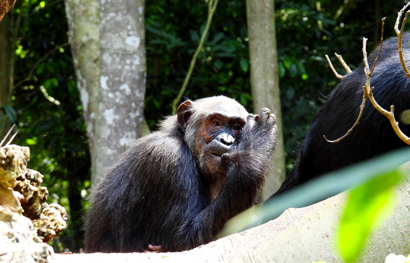 3-days-nyungwe-forest-national-park-safari