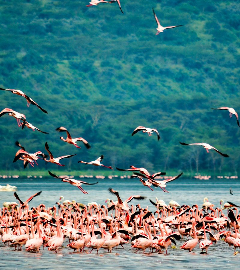4-days-masai-mara-lake-nakuru-safari