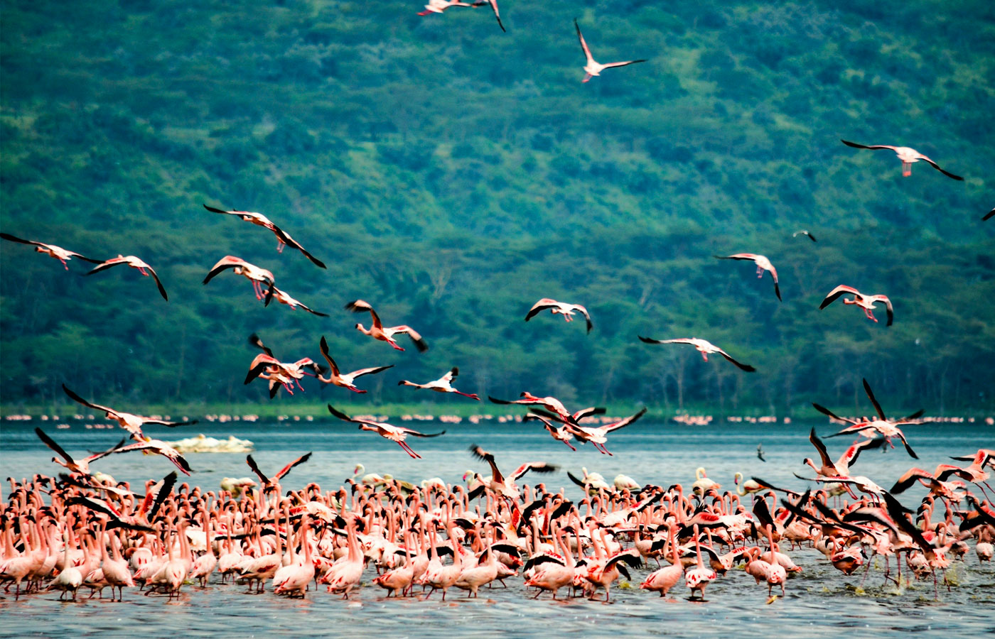 4-days-masai-mara-lake-nakuru-safari