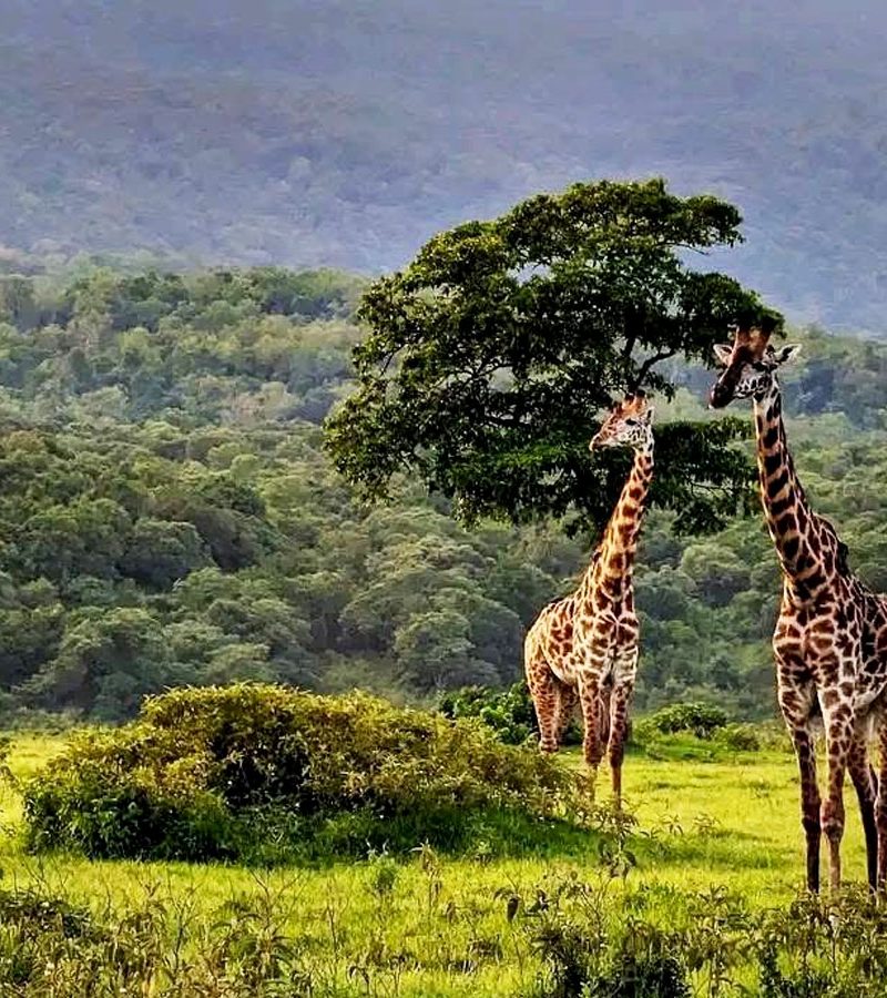 5-days-tanzania-wildlife-safari