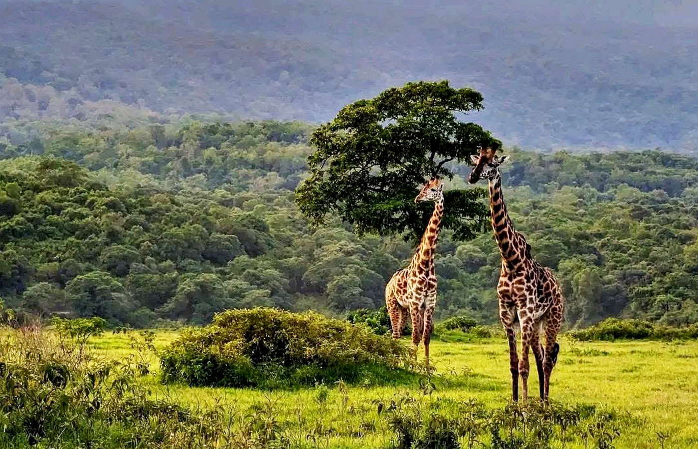 5-days-tanzania-wildlife-safari