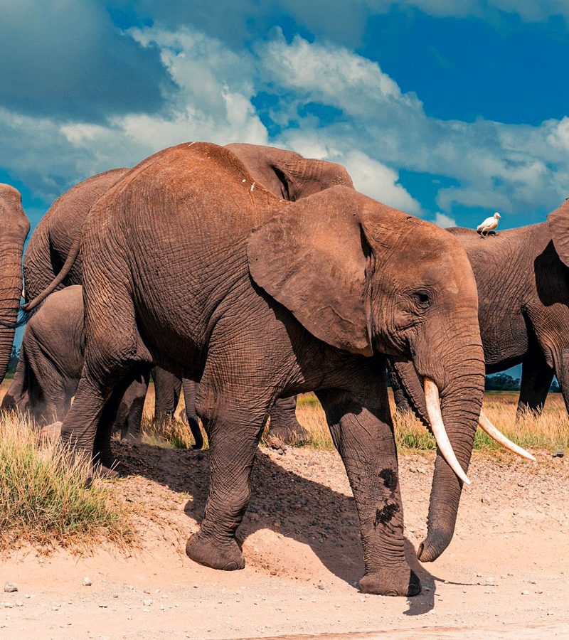 6-days-masai-mara-lake-nakuru-amboseli