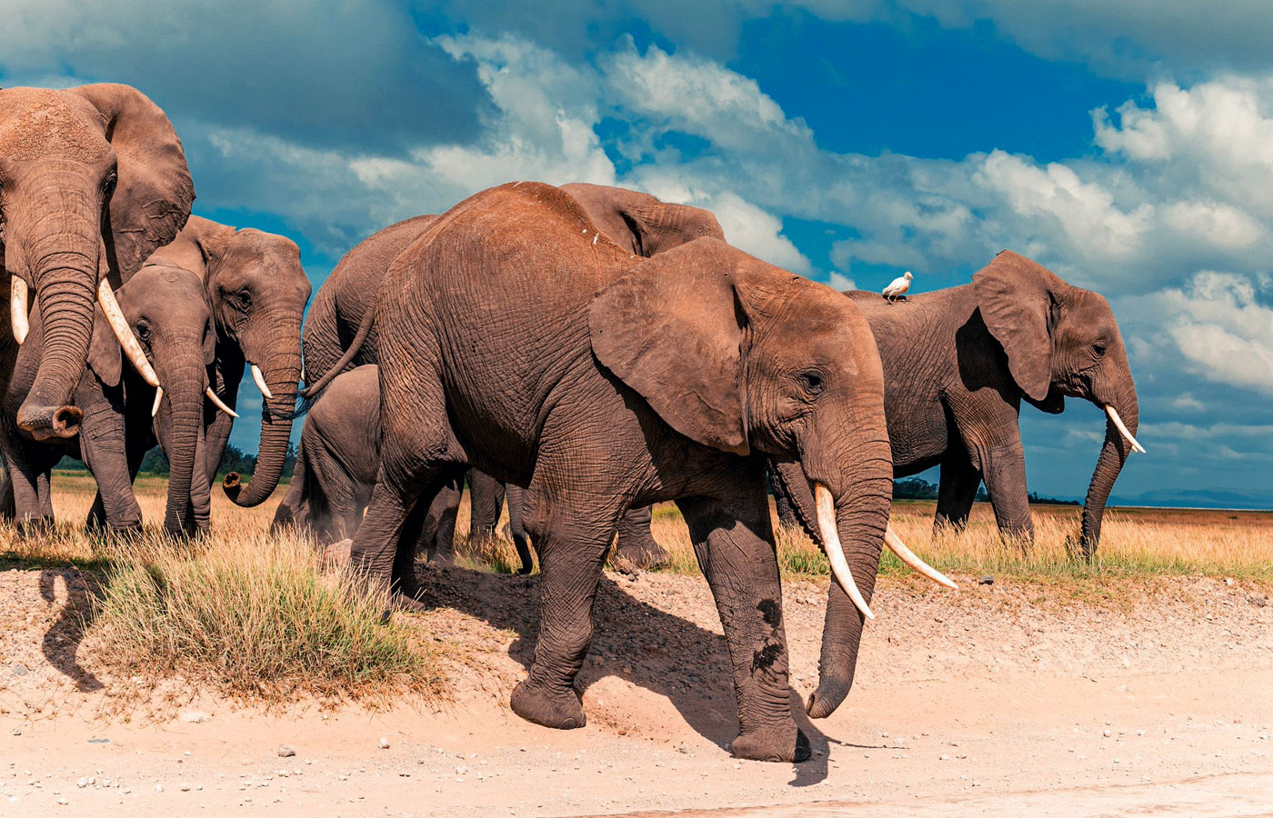 6-days-masai-mara-lake-nakuru-amboseli