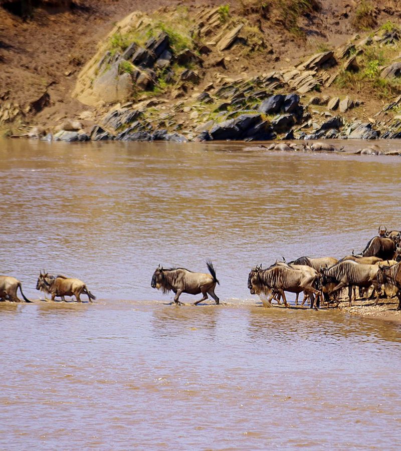 7-days-tanzania-wildebeest-migration-safari