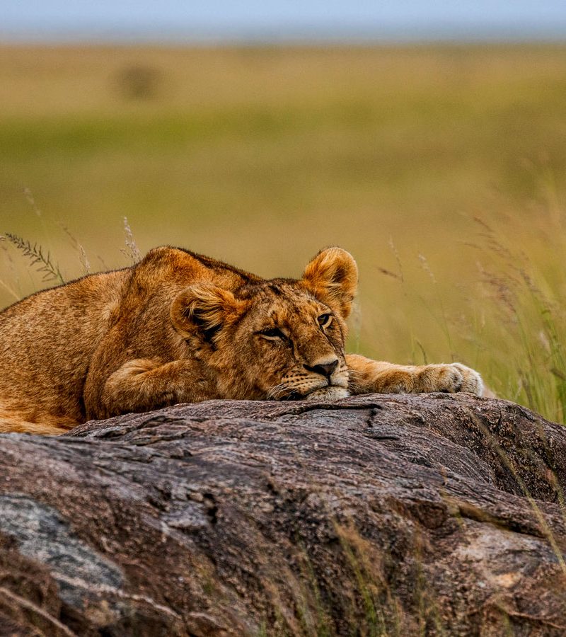 9-days-kenya-big-five-safari