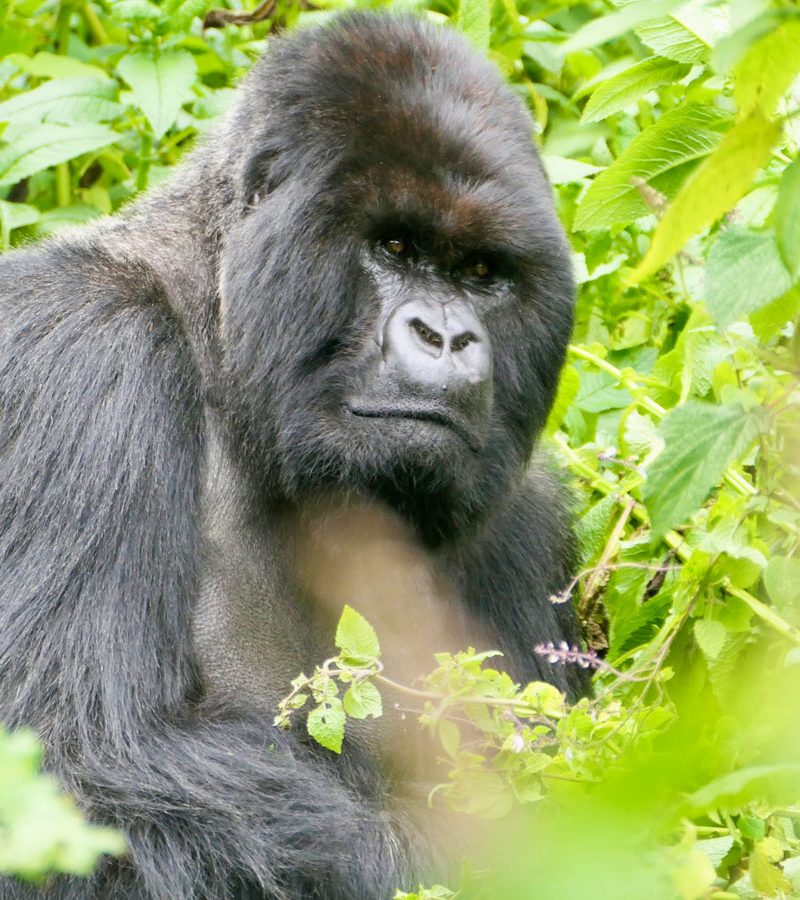 4-days-rwanda-gorilla-trekking-tour