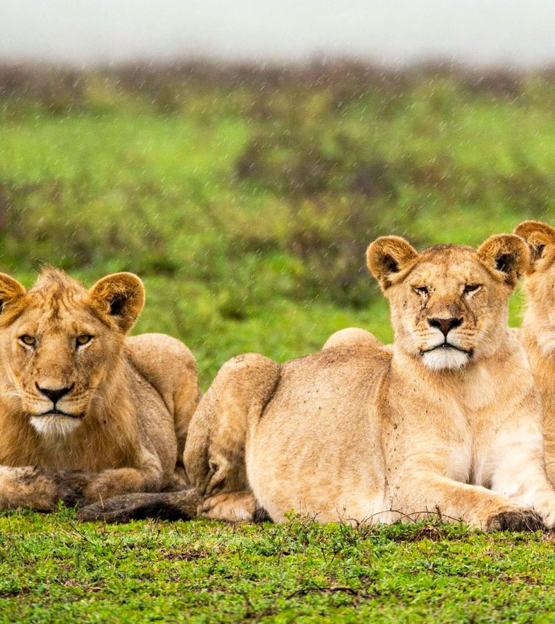 6-days-tanzania-northern-circuit-safari