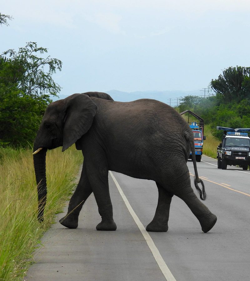 8-days-best-of-uganda-wildlife-safari