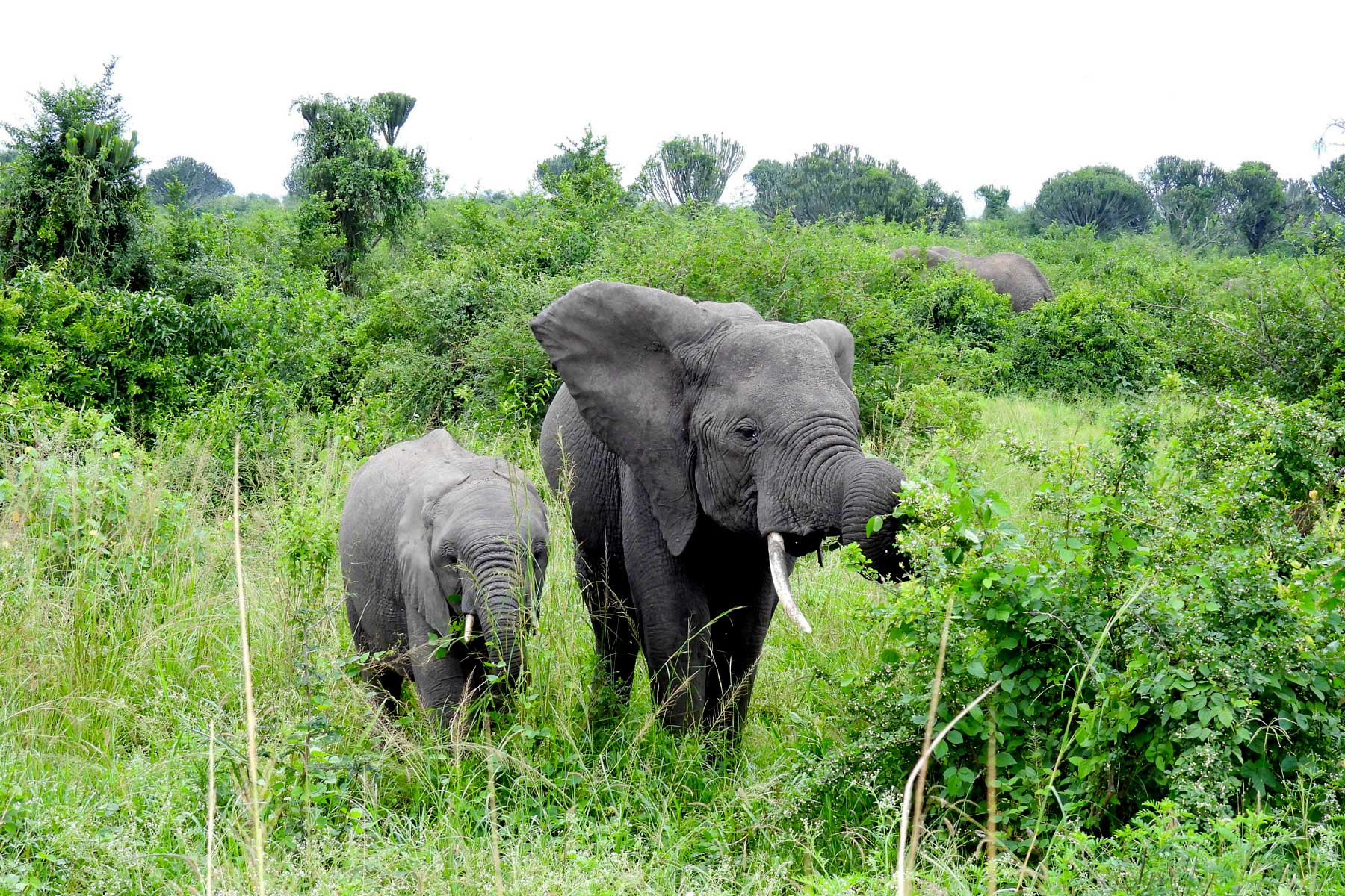elephants-in-uganda